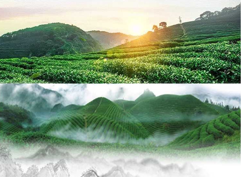 竹溪天寶糧援有機茶示范場【原生態】巴山箭茶300g/高端禮盒